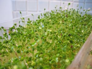 micro_greens